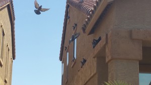 Maricopa Pigeon Control