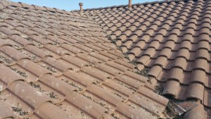 Pigeon poop obstructing the flow of rain that could cause roof damage.