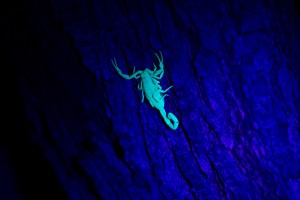 Scorpion hunt_0312