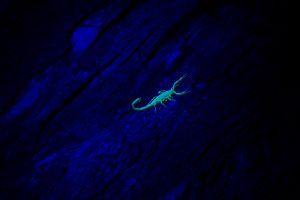 Scorpion hunt_0344