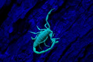 Scorpion hunt_0349