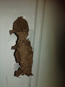 Wainscoting termite damage Fig. 5