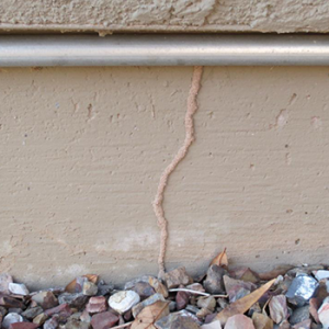Maricopa Termite Control