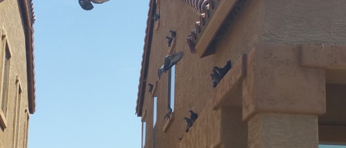 Maricopa Pigeon Control